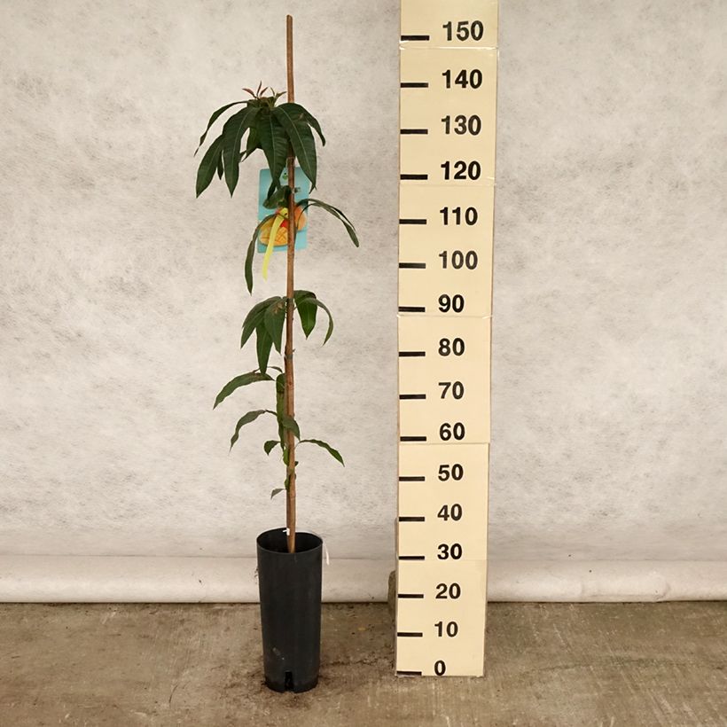 Exemplaar van Mango - Mangifera indica Pot van 6 l/7 l zoals geleverd in de zomer