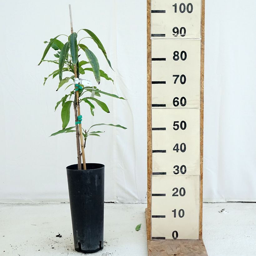 Exemplaar van Mangoboom Irwin Pot van 6 l/7 l zoals geleverd in de herfst