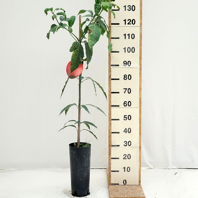 Exemplaar van Mangoboom Keitt Pot van 6 l/7 l zoals geleverd in de zomer
