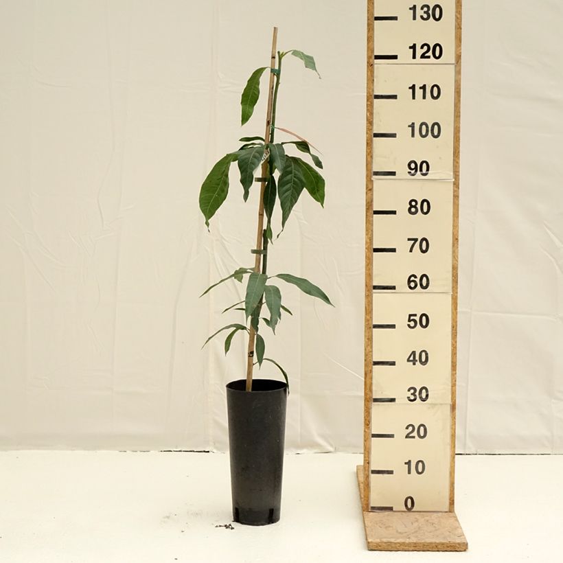 Exemplaar van Manguier Keitt - Mangifera indica Pot van 6 l/7 l zoals geleverd in de lente