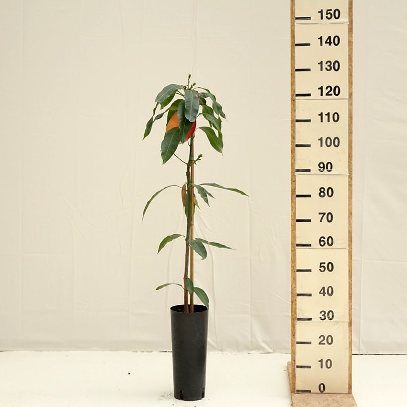 Exemplaar van Mangoboom Osteen Pot van 6 l/7 l zoals geleverd in de lente