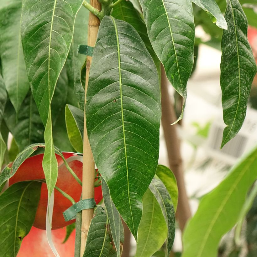 Mangoboom Palmer (Blad)