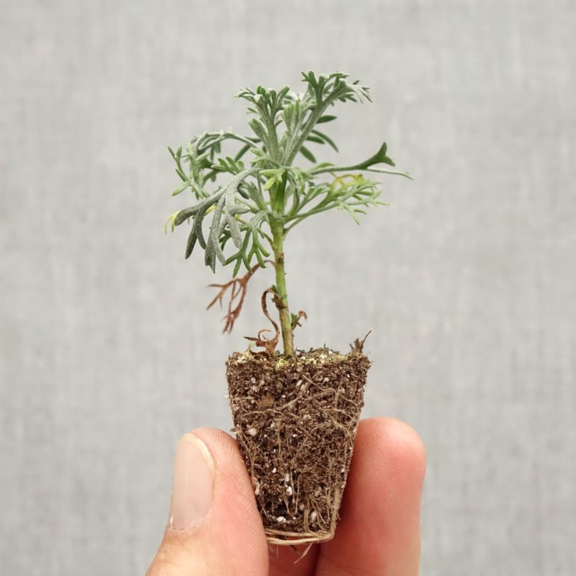 Example of Marguerite du Maroc Flirt - Rhodanthemum hosmariense  Mini-motte Mini-mot Ø 3/4 cm as you get in automne