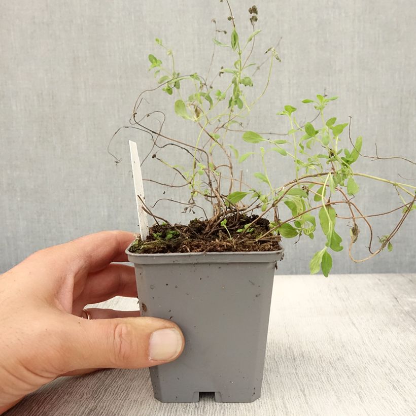 Exemplaar van Echte marjolein pizza - Origanum majorana Kweekpotje van 8/9 cm zoals geleverd in de herfst