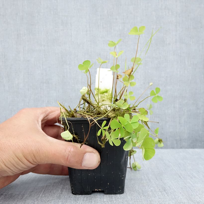 Exemplaar van Marsilea quadrifolia - Klaverbladvaren Kweekpotje van 8/9 cm zoals geleverd in de zomer