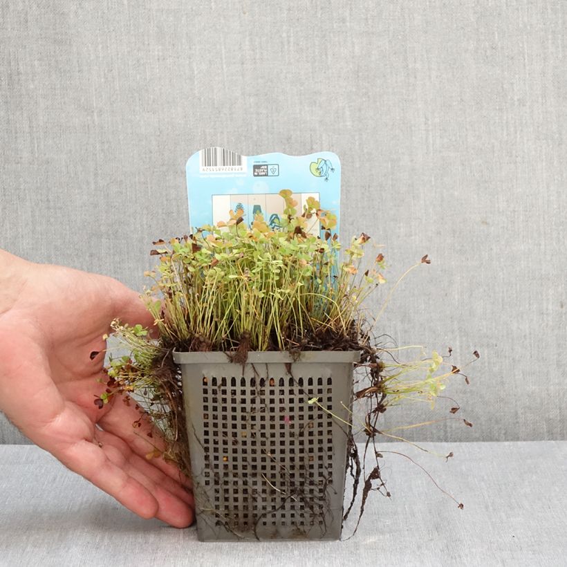 Exemplaar van Marsilea quadrifolia - Klaverbladvaren Pot van 1 l/1,5 l zoals geleverd in de herfst