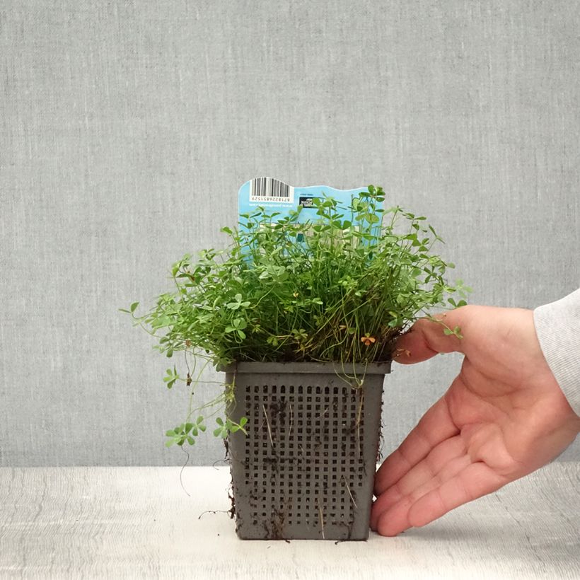 Exemplaar van Marsilea quadrifolia - Klaverbladvaren Pot van 1 l/1,5 l zoals geleverd in de zomer