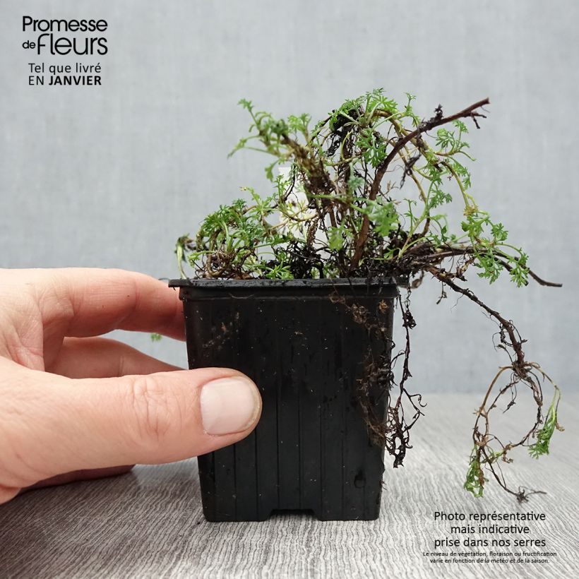 Example of Matricaria tchihatchewii - Pyrèthre gazonnant Kweekpotje van 8/9 cm as you get in hiver