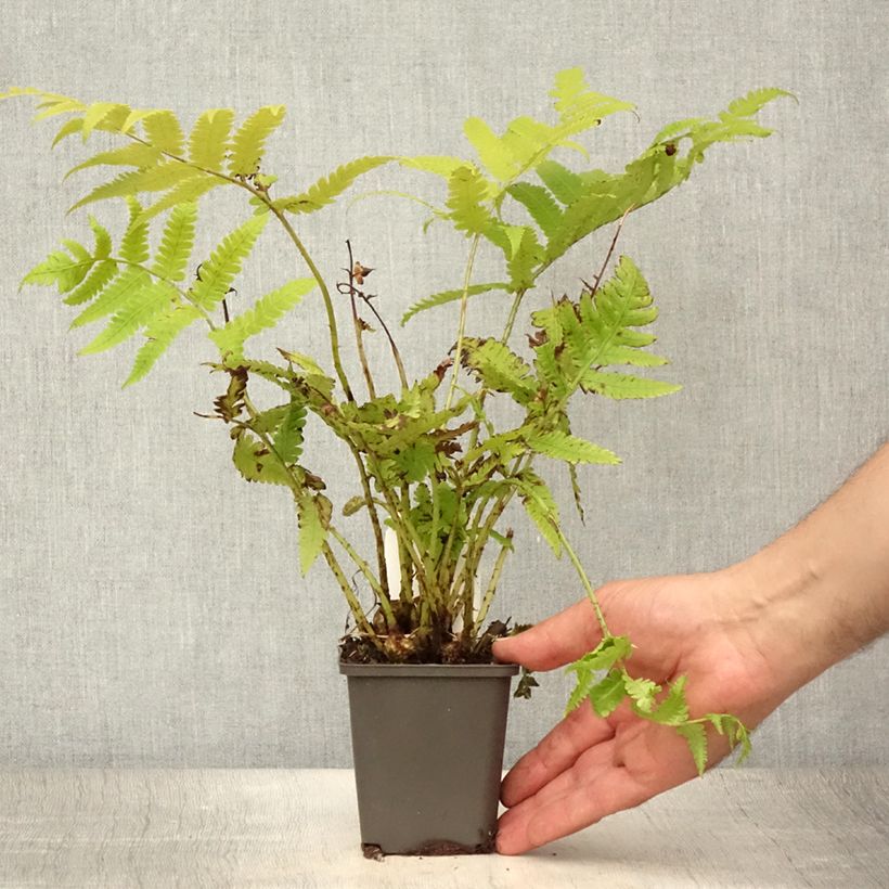 Exemplaar van Matteuccia orientalis - Oosterse struisvaren Kweekpotje van 8/9 cm zoals geleverd in de zomer