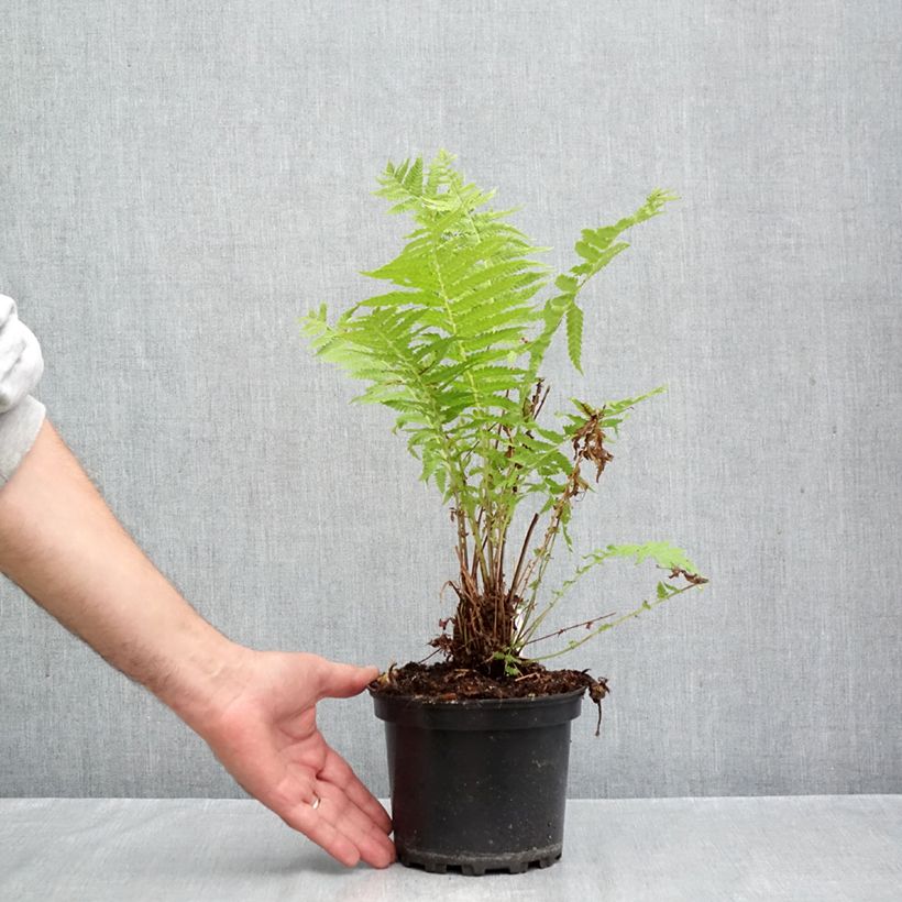 Exemplaar van Matteuccia struthiopteris - Struisvaren Pot van 2 l/3 l zoals geleverd in de herfst