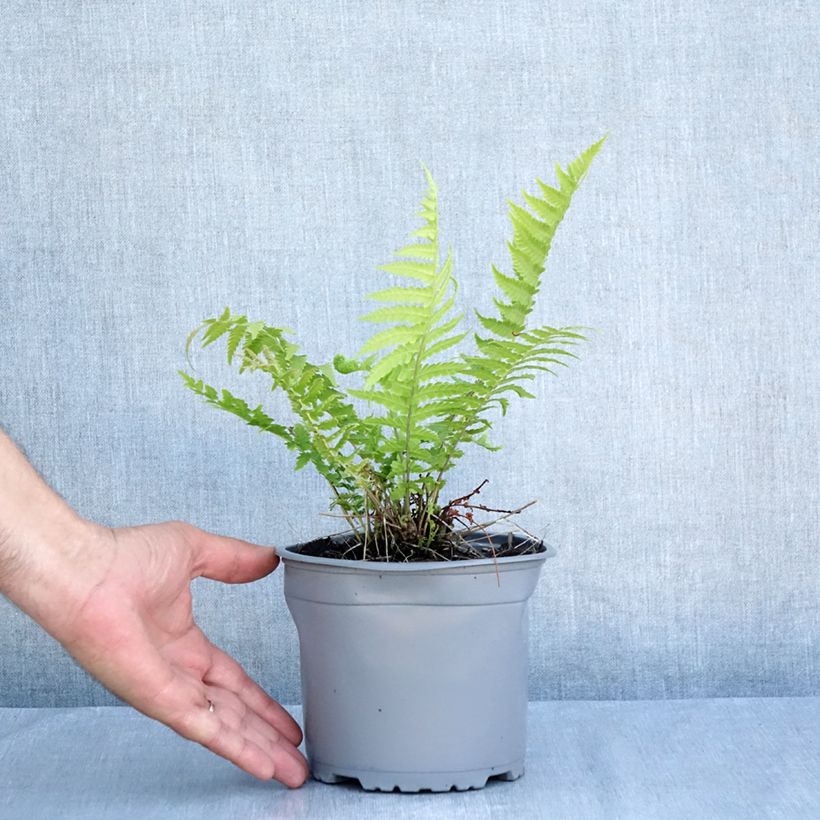Exemplaar van Matteuccia struthiopteris - Struisvaren Pot van 2 l/3 l zoals geleverd in de zomer