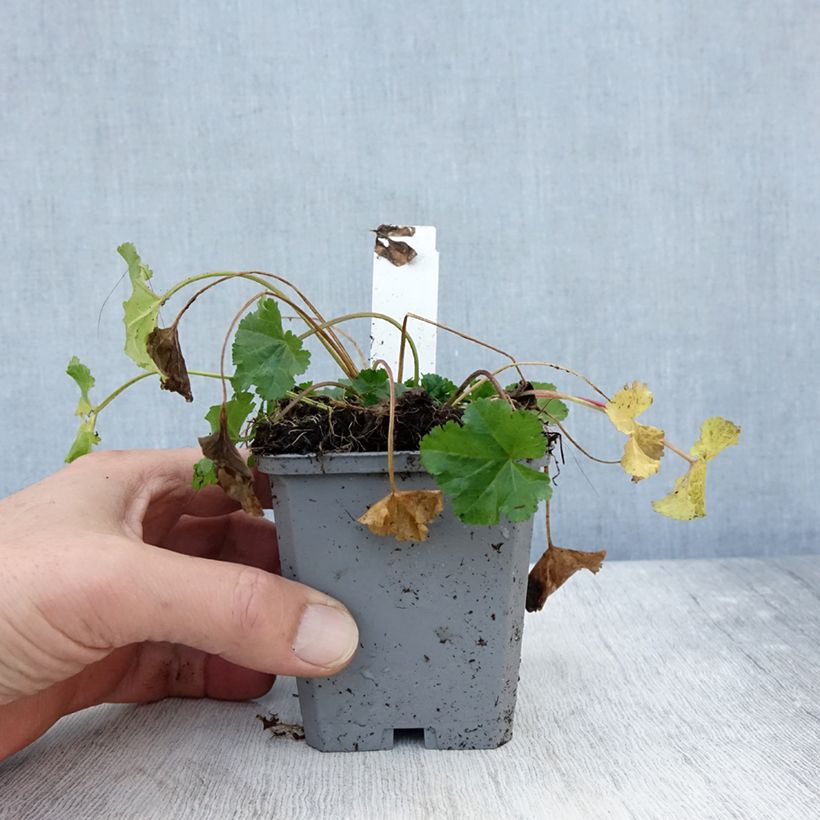 Exemplaar van Malva moschata Alba - Muskuskaasjeskruid Kweekpotje van 7/8 cm zoals geleverd in de herfst
