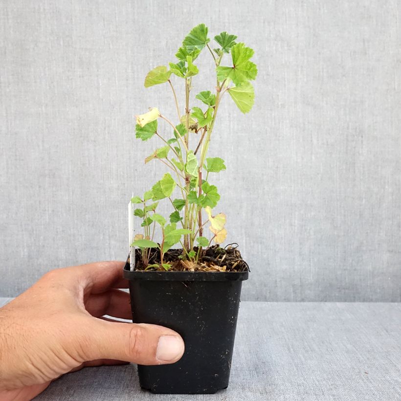 Exemplaar van Malva sylvestris - Groot kaasjeskruid Kweekpotje van 7/8 cm zoals geleverd in de zomer