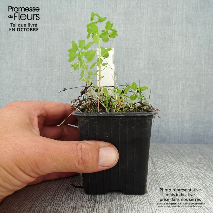 Exemplaar van Mazus reptans - Kruipende mazus Kweekpotje van 8/9 cm zoals geleverd in de herfst