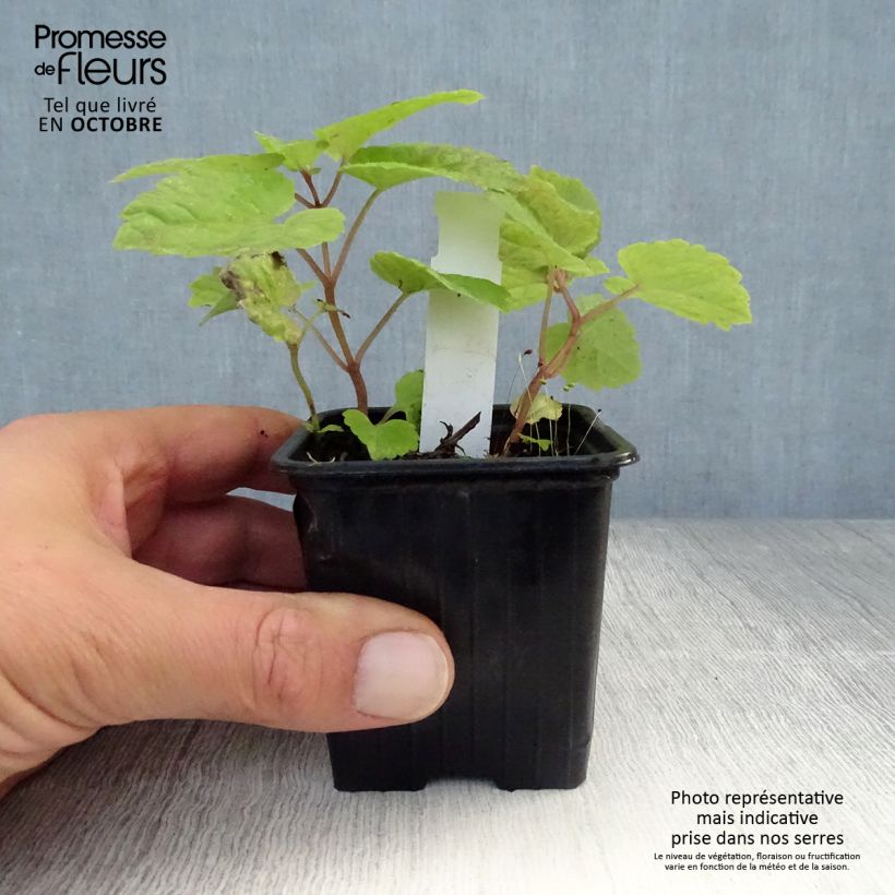 Exemplaar van Meehania urticifolia Japan Blau - Schijndovenetel Kweekpotje van 8/9 cm zoals geleverd in de herfst
