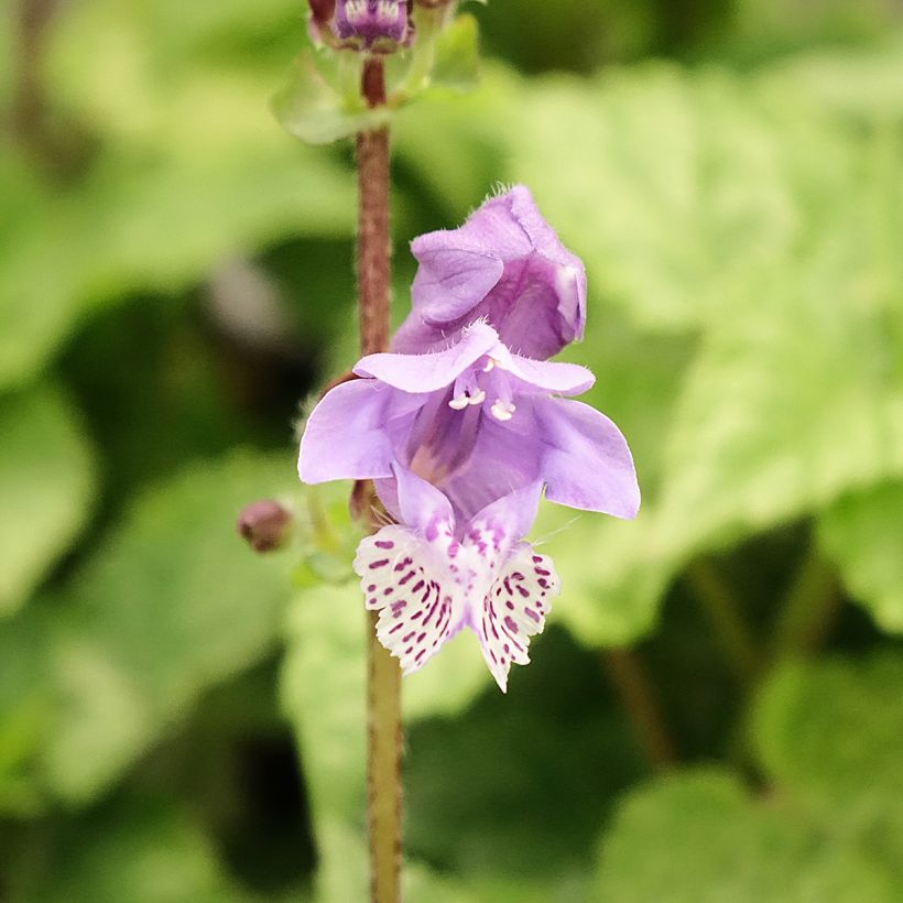 Meehania urticifolia Japan Blau - Schijndovenetel (Bloei)