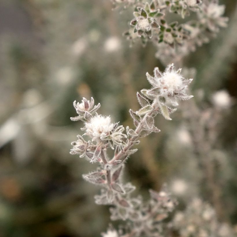 Melaleuca squamea - Theeboom (Bloei)