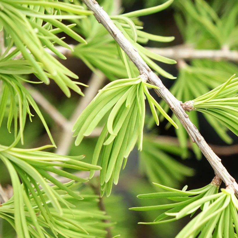 Pseudolarix amabilis - Goudlork (Blad)