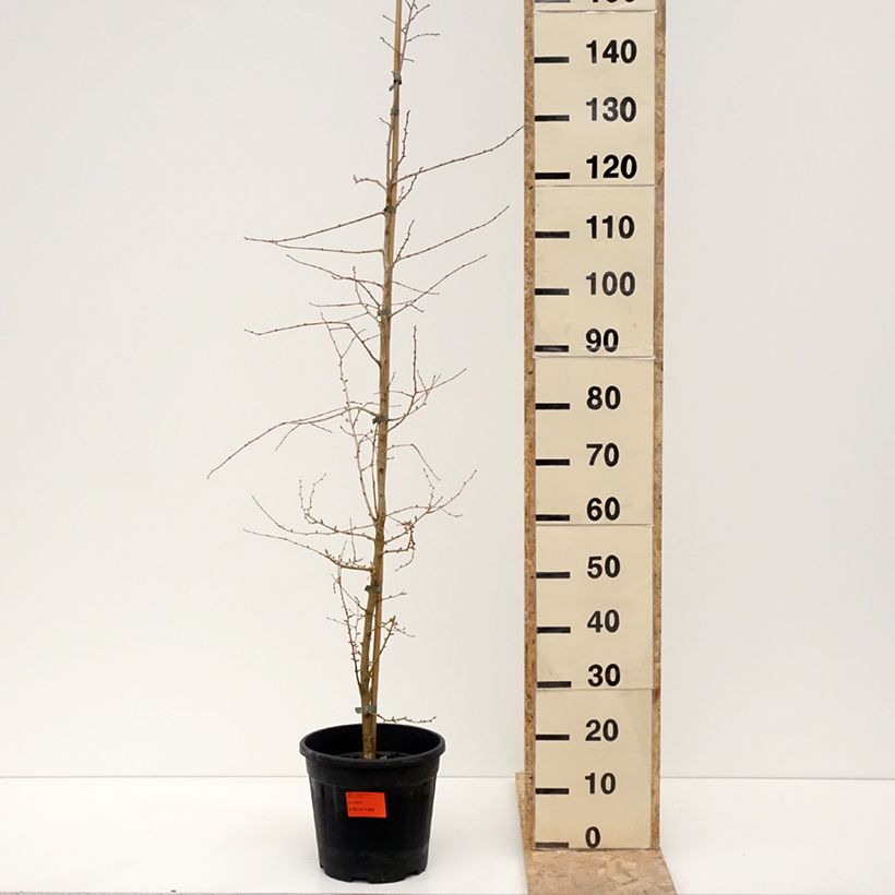 Example of Pseudolarix amabilis - Goudlork Pot van 7,5 l/10 l as you get in hiver