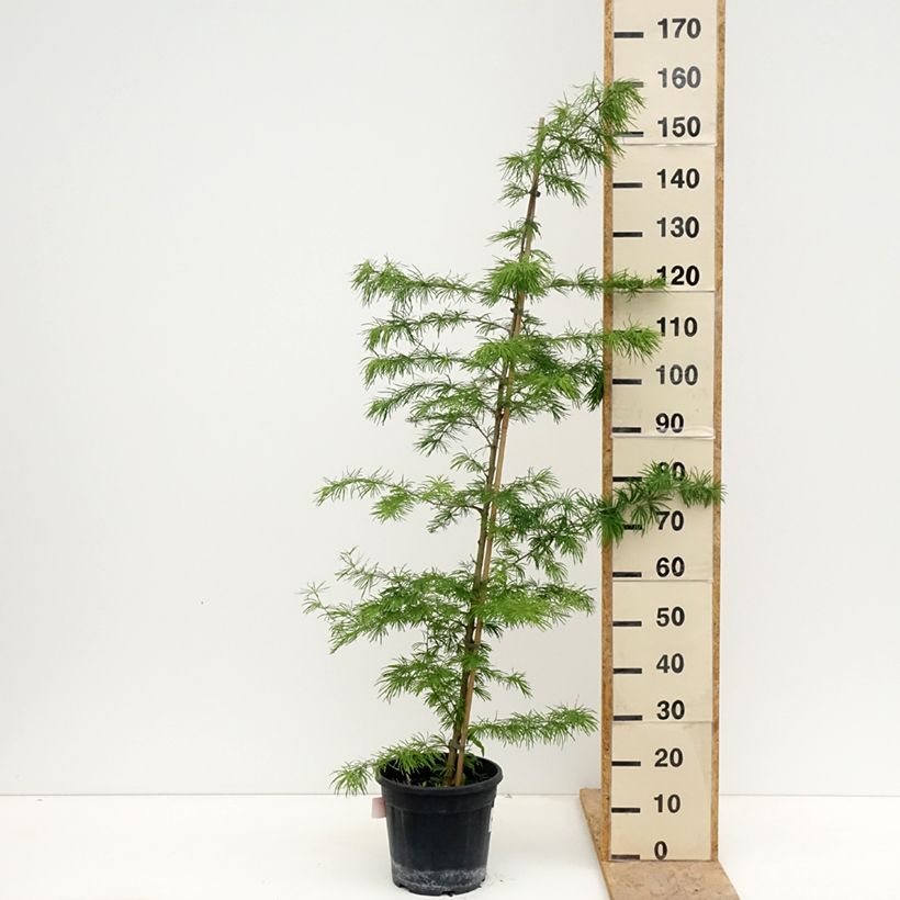 Exemplaar van Pseudolarix amabilis - Goudlork Pot van 7,5 l/10 l zoals geleverd in de lente