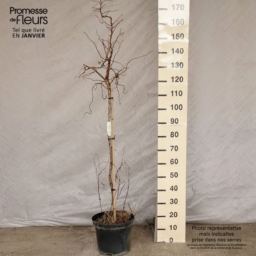 Example of Mélèze du Japon tortueux - Larix kaempferi Diana                           Pot van 12 l/15 l as you get in hiver