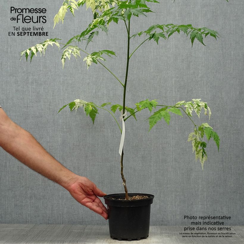 Exemplaar van Melia azedarach Jade Snowflake - Kralenboom Pot van 2 l/3 l zoals geleverd in de herfst