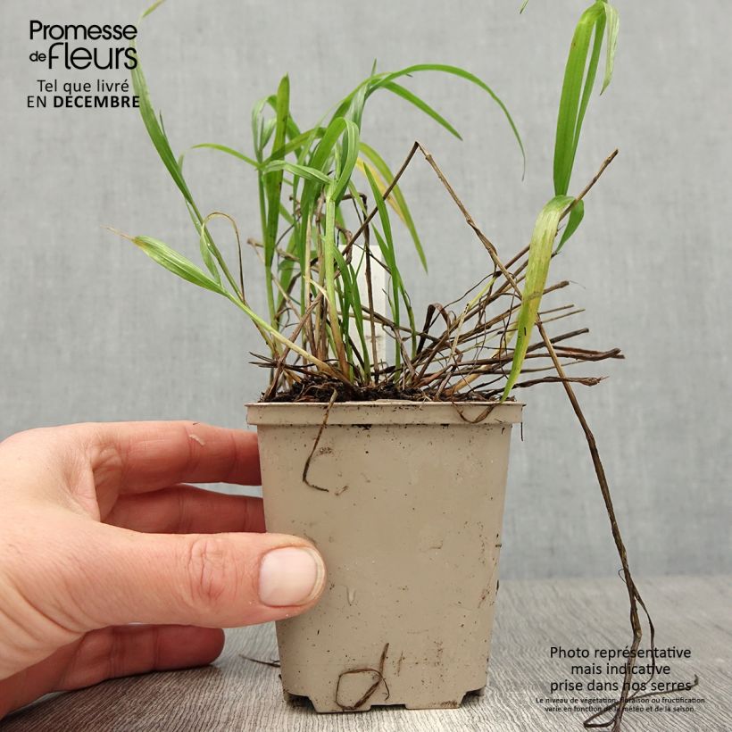 Example of Melica nutans - Mélique penchée Kweekpotje van 8/9 cm as you get in hiver