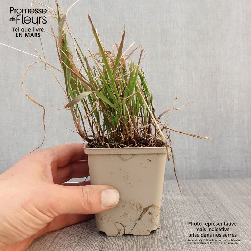 Exemplaar van Melica nutans - Knikkend parelgras Kweekpotje van 8/9 cm zoals geleverd in de lente