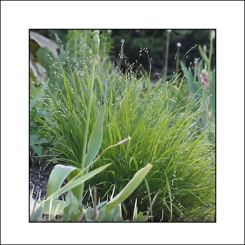 Melica uniflora albida - Eenbloemig parelgras (Plant habit)