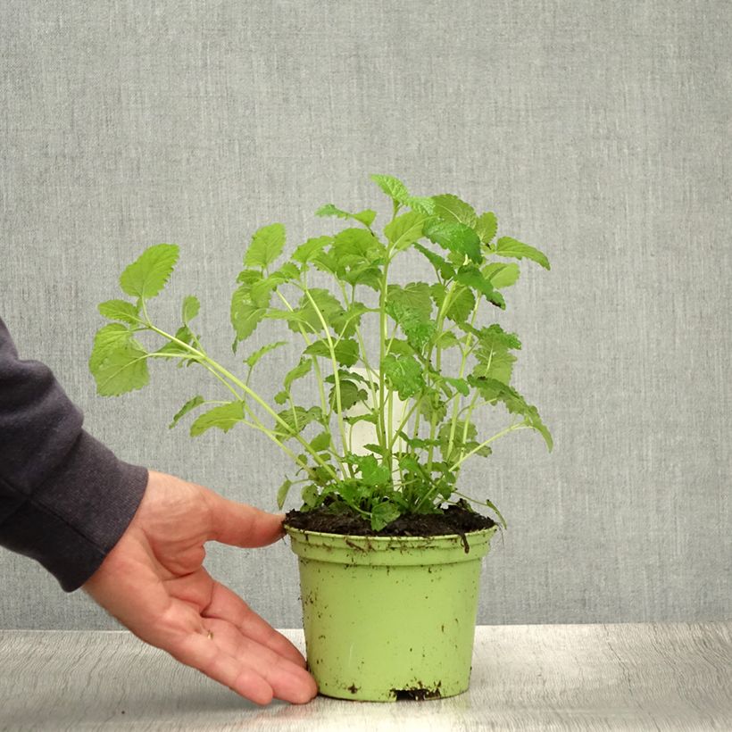 Exemplaar van Citroenmelisse - Melissa officinalis Pot van 1,5 l/2 l zoals geleverd in de zomer