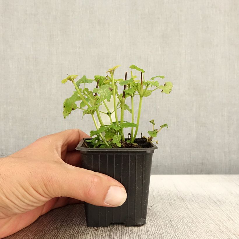 Exemplaar van Melissa officinalis Aurea - Citroenmelisse Kweekpotje van 8/9 cm zoals geleverd in de herfst