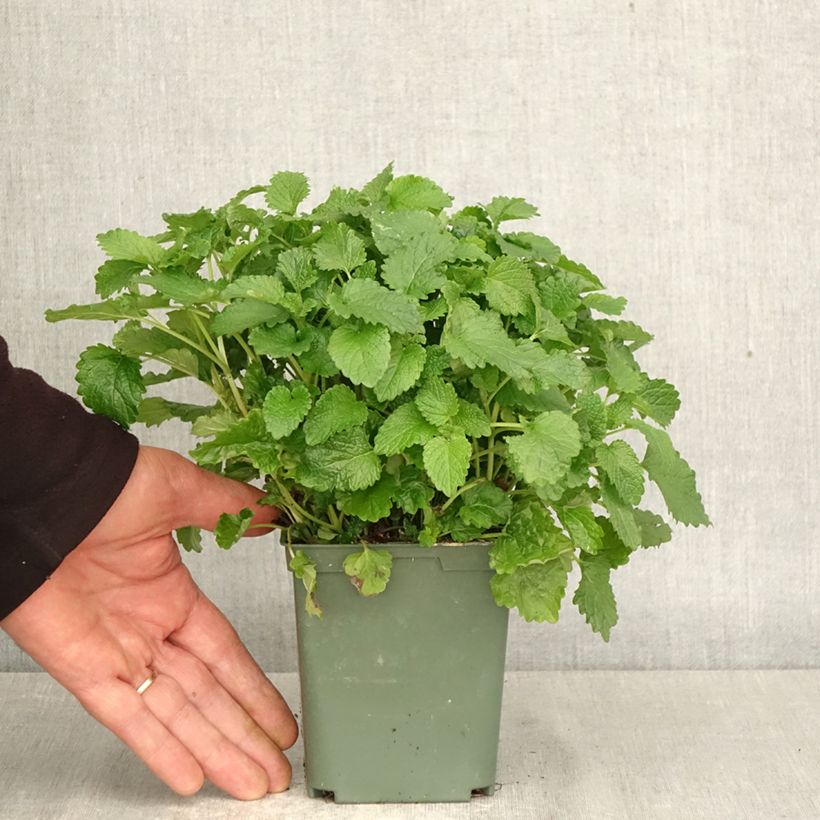Exemplaar van Melissa officinalis Aurea - Citroenmelisse Pot van 1 l/1,5 l zoals geleverd in de lente