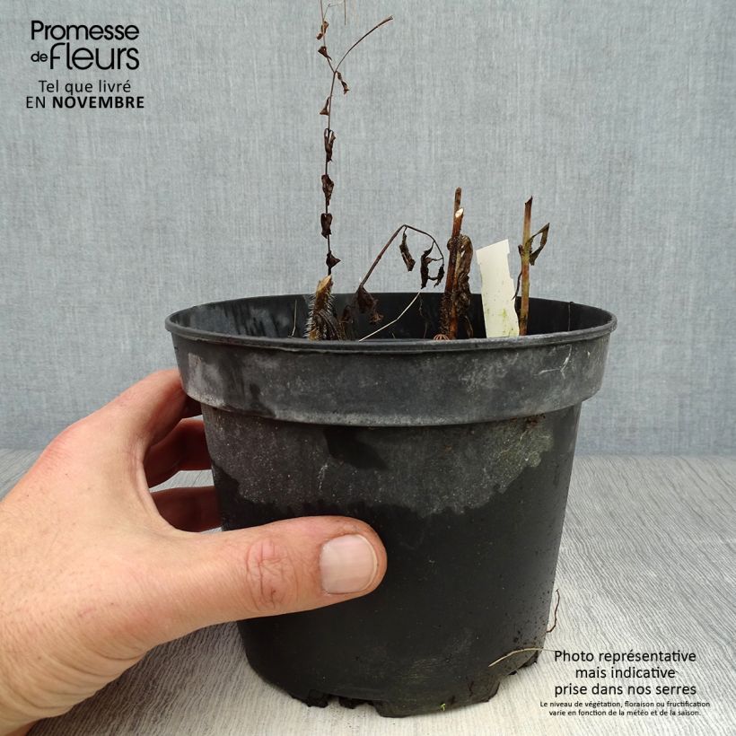 Exemplaar van Melittis melissophyllum Alba - Bijenblad Pot van 2 l/3 l zoals geleverd in de herfst