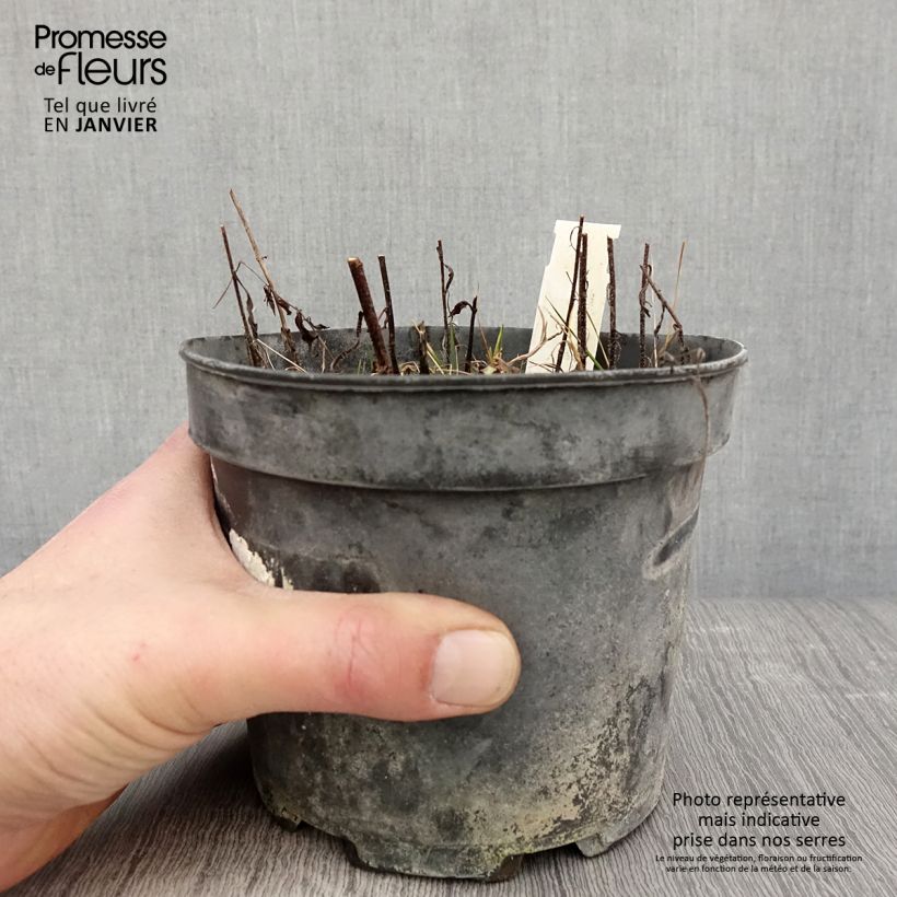 Example of Mélitte, Melittis melissophyllum Alba Pot van 2 l/3 l as you get in hiver