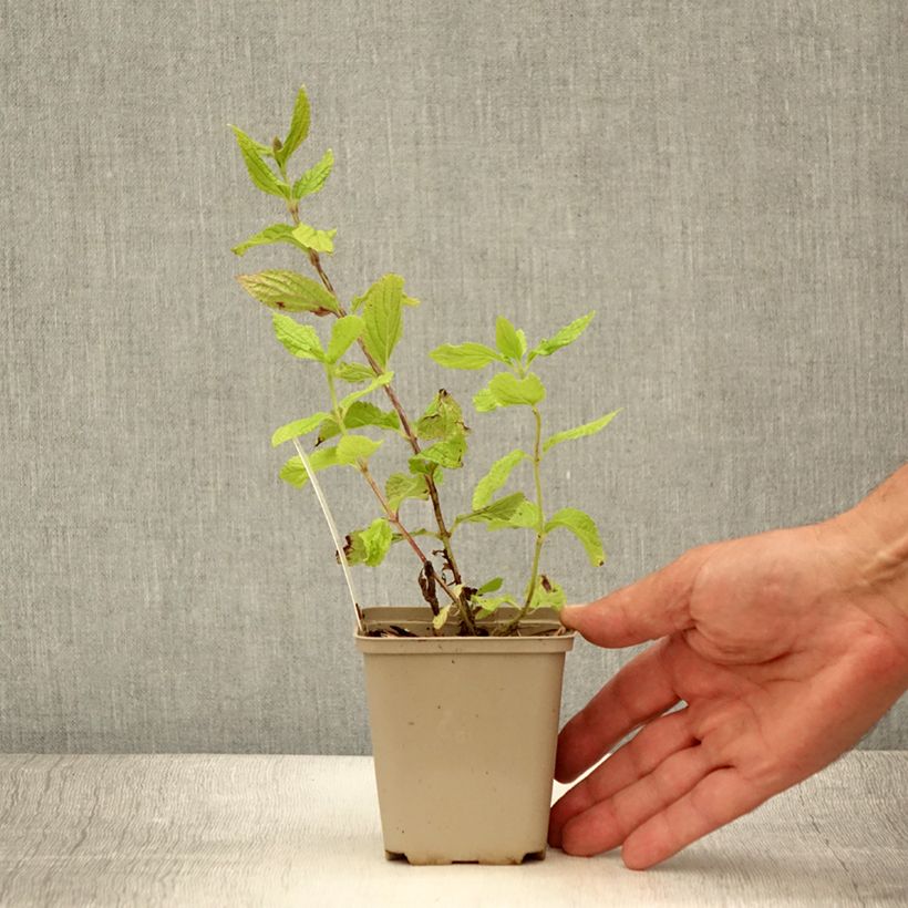 Exemplaar van Melittis melissophyllum - Bijenblad Kweekpotje van 8/9 cm zoals geleverd in de zomer