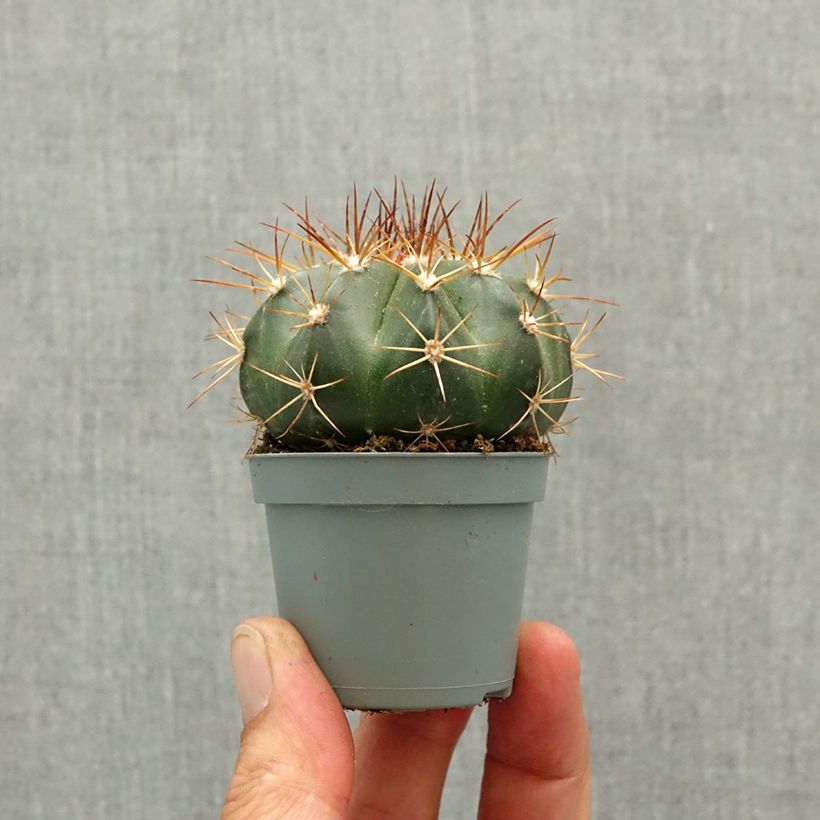 Exemplaar van Melocactus azureus - Cactus melon Mini-kamerplanten zoals geleverd in de lente