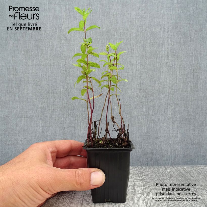 Exemplaar van Algerijnse munt BIO - Mentha spicata Kweekpotje van 7/8 cm zoals geleverd in de herfst