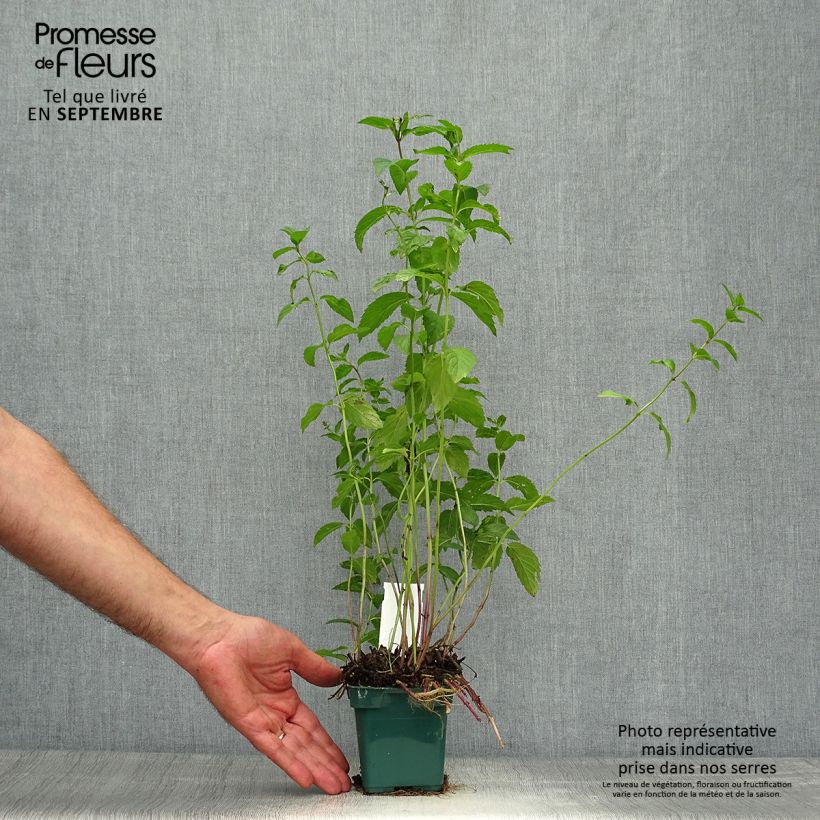 Exemplaar van Pepermunt Citaro Mentha piperita Citaro (jonge planten) Pot van 10 cm/11 cm zoals geleverd in de herfst