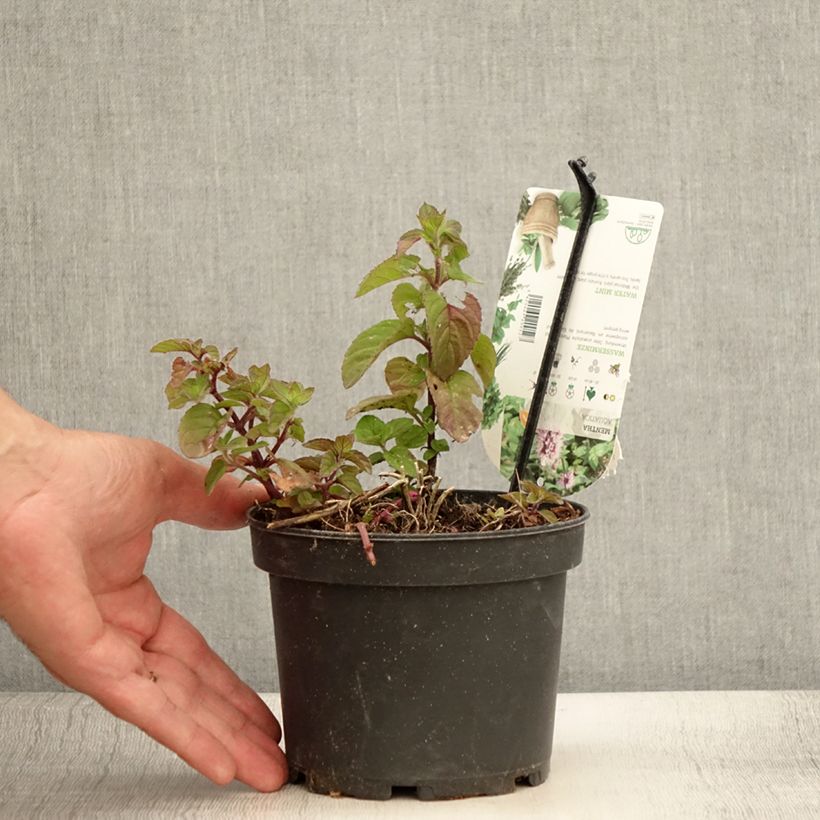 Exemplaar van Watermunt - Mentha aquatica Pot van 1,5 l/2 l zoals geleverd in de zomer