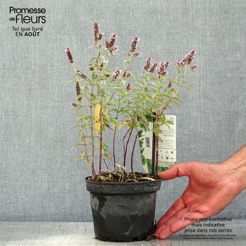Exemplaar van Mentha asiatica Var Asiatica - Aziatische munt Pot van 1,5 l/2 l zoals geleverd in de zomer