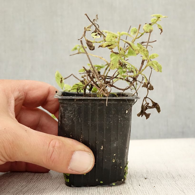 Exemplaar van Bananenmunt Banana BIO - Mentha arvensis Banana Kweekpotje van 8/9 cm zoals geleverd in de herfst