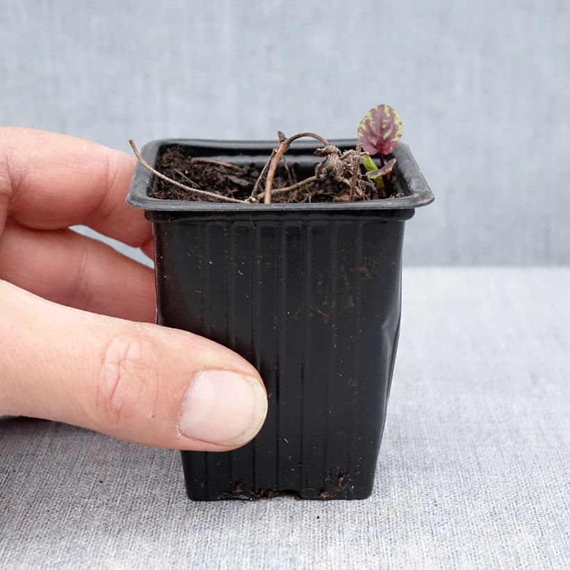 Exemplaar van Bananenmunt Banana BIO - Mentha arvensis Banana Kweekpotje van 8/9 cm zoals geleverd in de lente