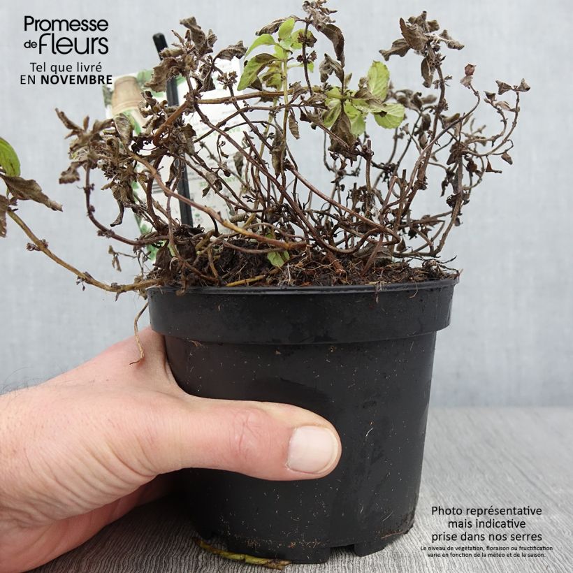 Exemplaar van Bananenmunt - Mentha arvensis Pot van 1,5 l/2 l zoals geleverd in de herfst