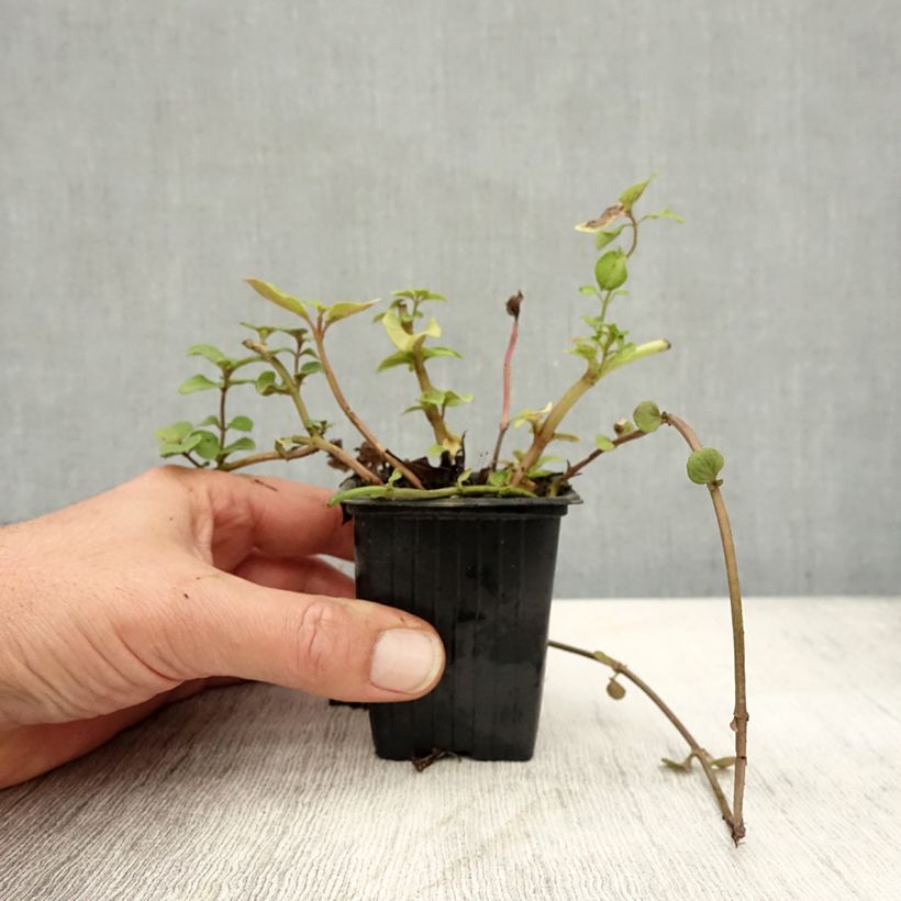 Exemplaar van Bergamotmunt BIO - Mentha citrata Kweekpotje van 8/9 cm zoals geleverd in de herfst