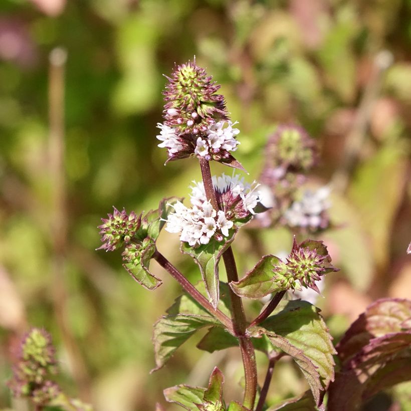Bergamotmunt BIO - Mentha citrata (Bloei)