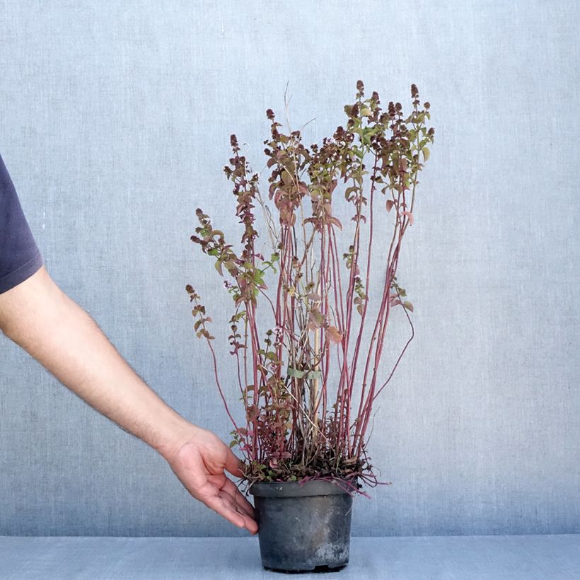Exemplaar van Bergamotmunt BIO - Mentha citrata Pot van 2 l/3 l zoals geleverd in de zomer