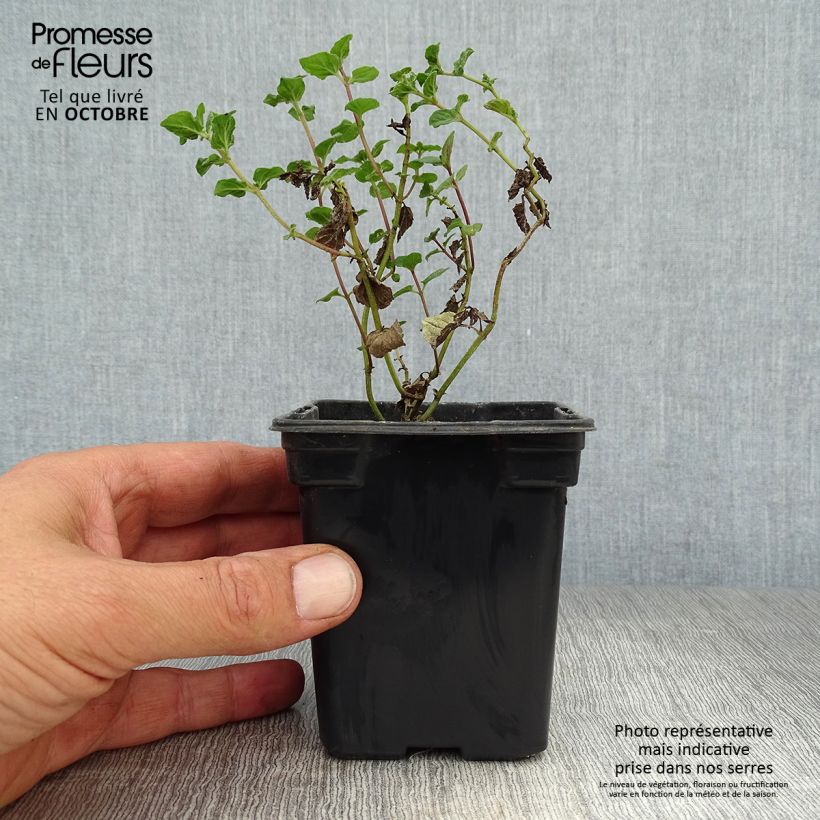 Exemplaar van Witte pepermunt BIO - Mentha piperita Alba Kweekpotje van 8/9 cm zoals geleverd in de herfst