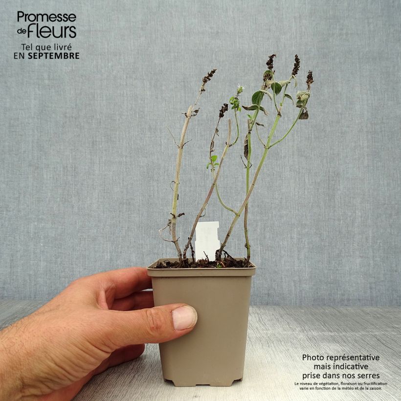 Exemplaar van Hertsmunt Buddleia - Mentha longifolia Kweekpotje van 8/9 cm zoals geleverd in de herfst