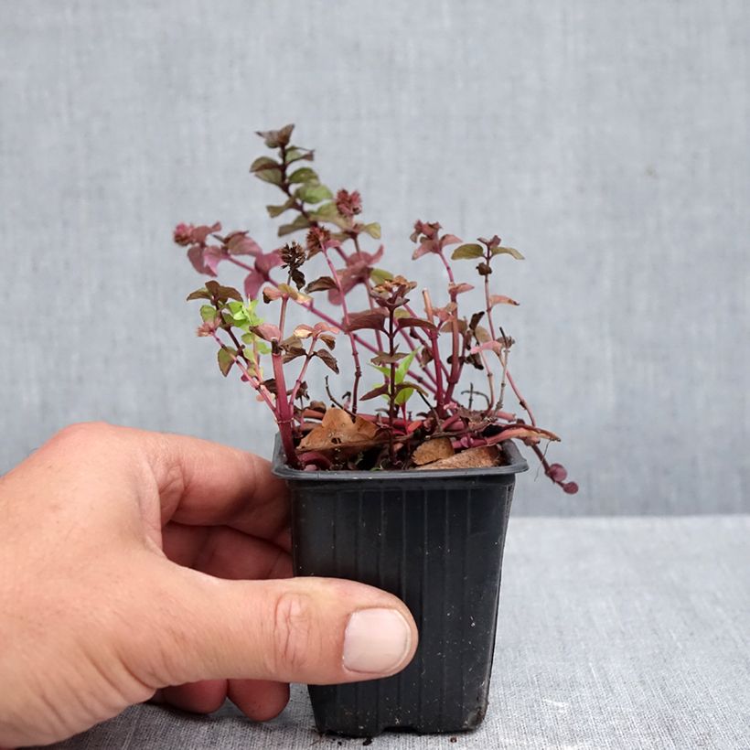 Exemplaar van Pepermunt Chartreuse BIO - Mentha piperita Chartreuse Kweekpotje van 8/9 cm zoals geleverd in de herfst