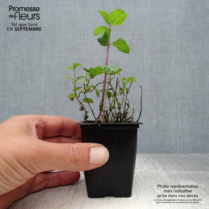 Exemplaar van Chocolademunt - Mentha piperita schocominze Kweekpotje van 8/9 cm zoals geleverd in de herfst
